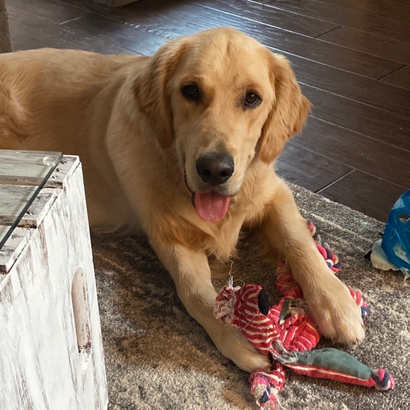 Meet your Posher, Lindsey - Picture 2 of 2